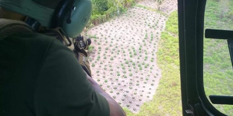 PF PRENDE DONOS DE ROÇAS QUE TINHAM PLANTAÇÕES COM MAIS DE 80 MIL PÉS DE MACONHA NO MARANHÃO