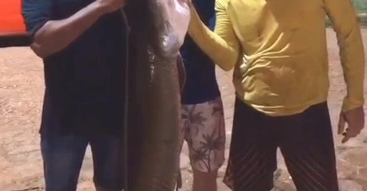 Maranhenses pescam peixe de 31 quilos em Itaguatins