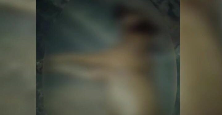 Polícia investiga atropelamento proposital de cinco cães no Maranhão