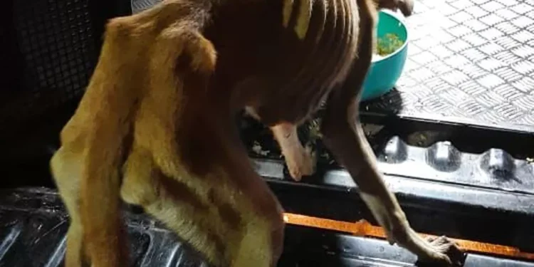 Polícia resgata cachorros abandonados por casal em casa no Maranhão