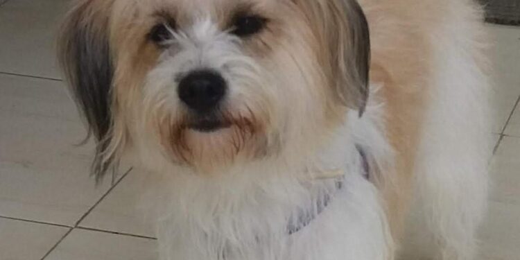 Família procura cadela levada por bandidos durante assalto a Pet Shopping no MA