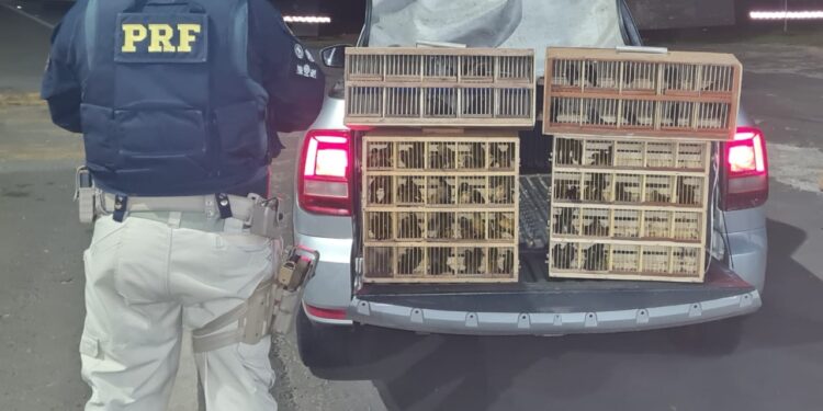 Mais de 90 pássaros silvestres são apreendidos na BR-316, em Caxias