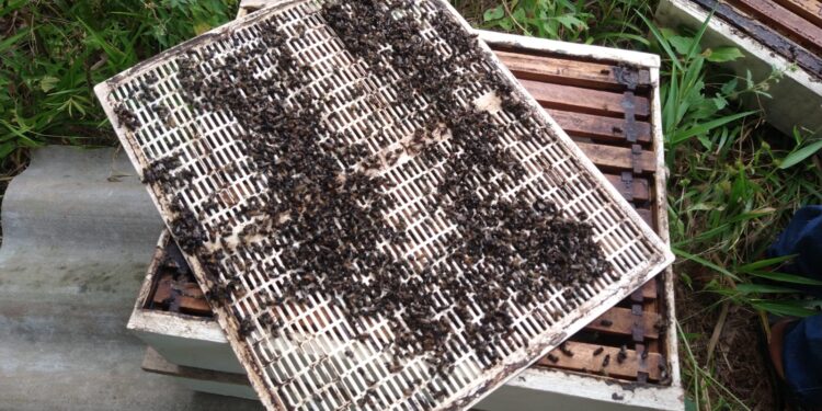 Apicultor tem envenenamento de abelhas em Buritirana
