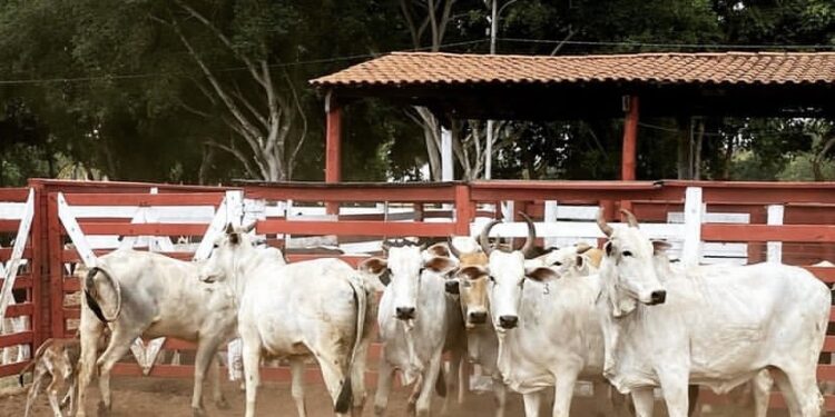 Polícia Civil e Militar realizam operação contra furto de Gado no MA