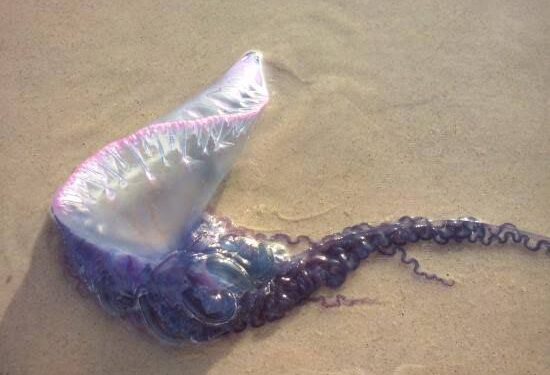 Crianças são queimadas após brincarem com águas vivas em São Luís