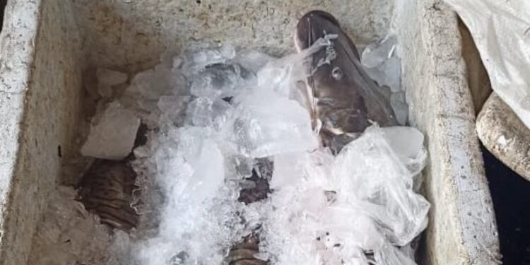 Polícia apreende quase 200 kg de peixes de pesca ilegal no MA