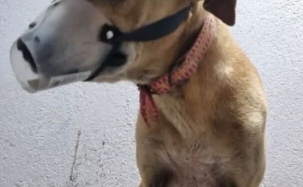 Resgatado o cachorro que foi arrastado pelas ruas de Santa Inês