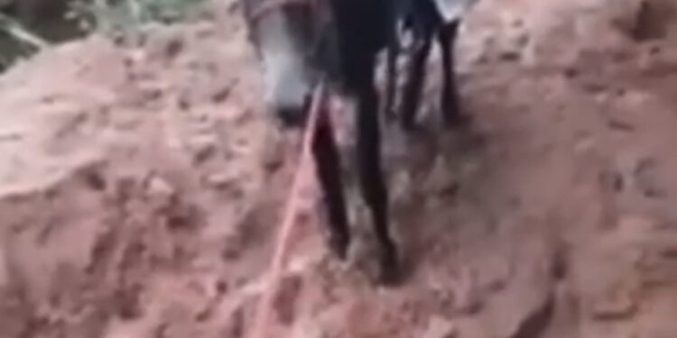 Professora tenta ir de burra para escola por causa de más condições de estrada