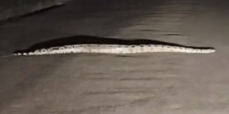 Jibóia é resgatada enquanto “passeava” pelas ruas de Bacabal