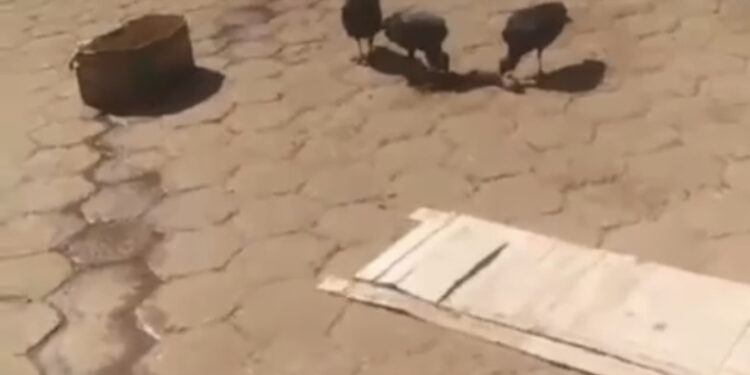 Moradores e comerciantes denunciam falta de limpeza em Esperantinópolis