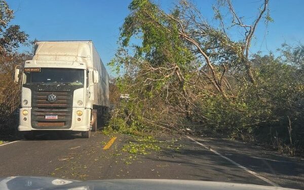 Trecho da BR-316 fica interditado após queda de árvore
