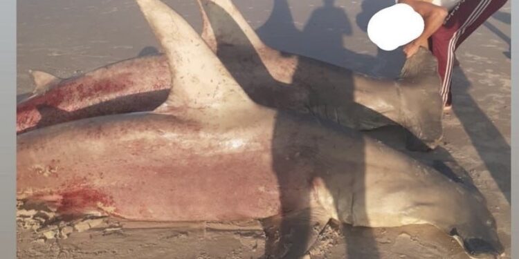 Pescadores capturam tubarões em praia de Apicum-Açu