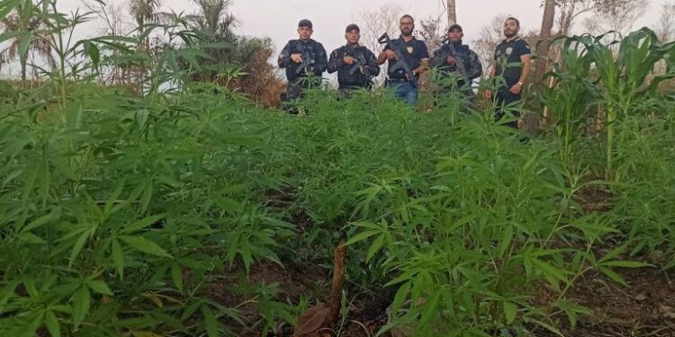 Polícia destrói plantação de maconha em aldeia indígena, em Grajaú