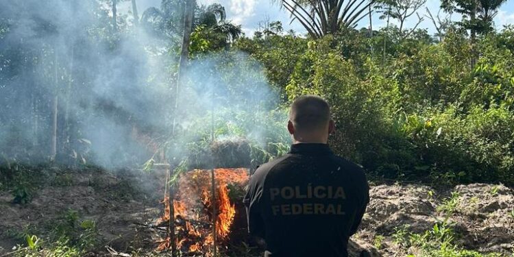 Polícia Federal destrói mais de 15 mil pés de maconha durante operação no Maranhão