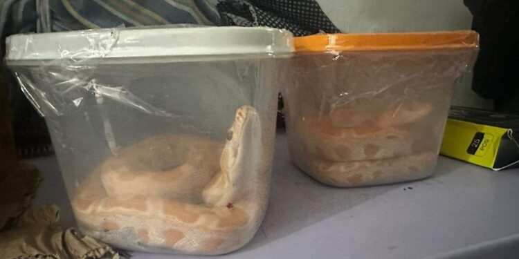 Cobras, jacarés e até aranhas: PF prende homem no MA envolvido em esquema nacional de tráfico de animais