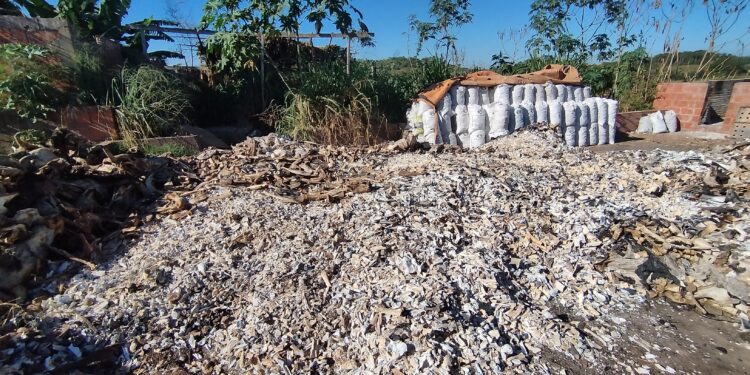 Operação apura denúncias de irregularidades no uso de ossadas de bovinos e suínos em Imperatriz e Açailândia