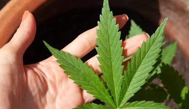 Defensoria Pública pede revisão de prisões por porte de maconha em todo o Maranhão