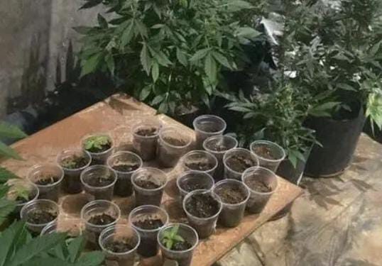 Operação fecha laboratório de produção de supermaconha em Davinópolis