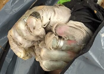 Corpo de homem encontrado no Rio Tocantins segue sem identificação; polícia suspeita que vítima era de ITZ