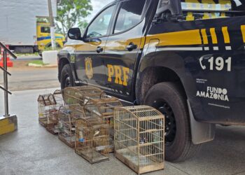 Aves silvestres são resgatadas pela PRF em ações de combate a crimes ambientais em Imperatriz