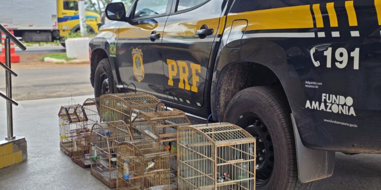 Aves silvestres são resgatadas pela PRF em ações de combate a crimes ambientais em Imperatriz