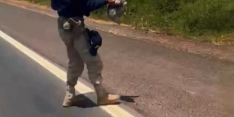 Agente da PRF resgata bicho-preguiça que tentava atravessar rodovia da BR-135, em Itapecuru-Mirim