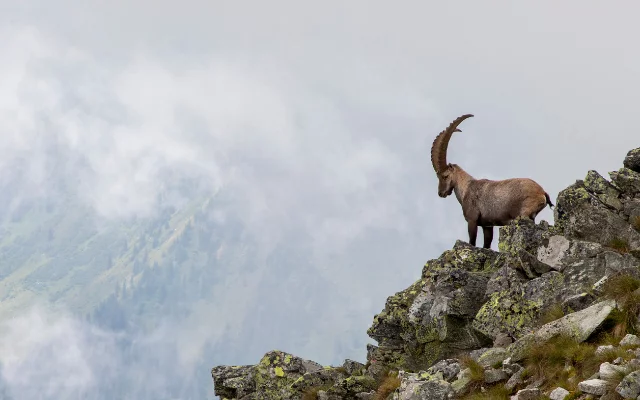 Kozoroh (Capricorn) ♑︎ Kozoroh (Capricorn) ♑︎