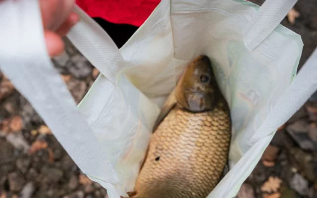 Kampaň za ukončení prodeje živých kaprů do ... Kampaň za ukončení prodeje živých kaprů do ...