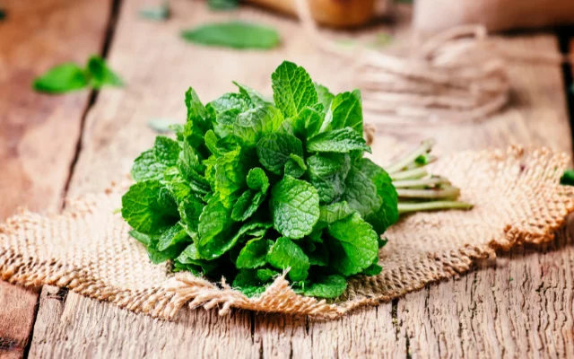 Máta peprná Máta peprná