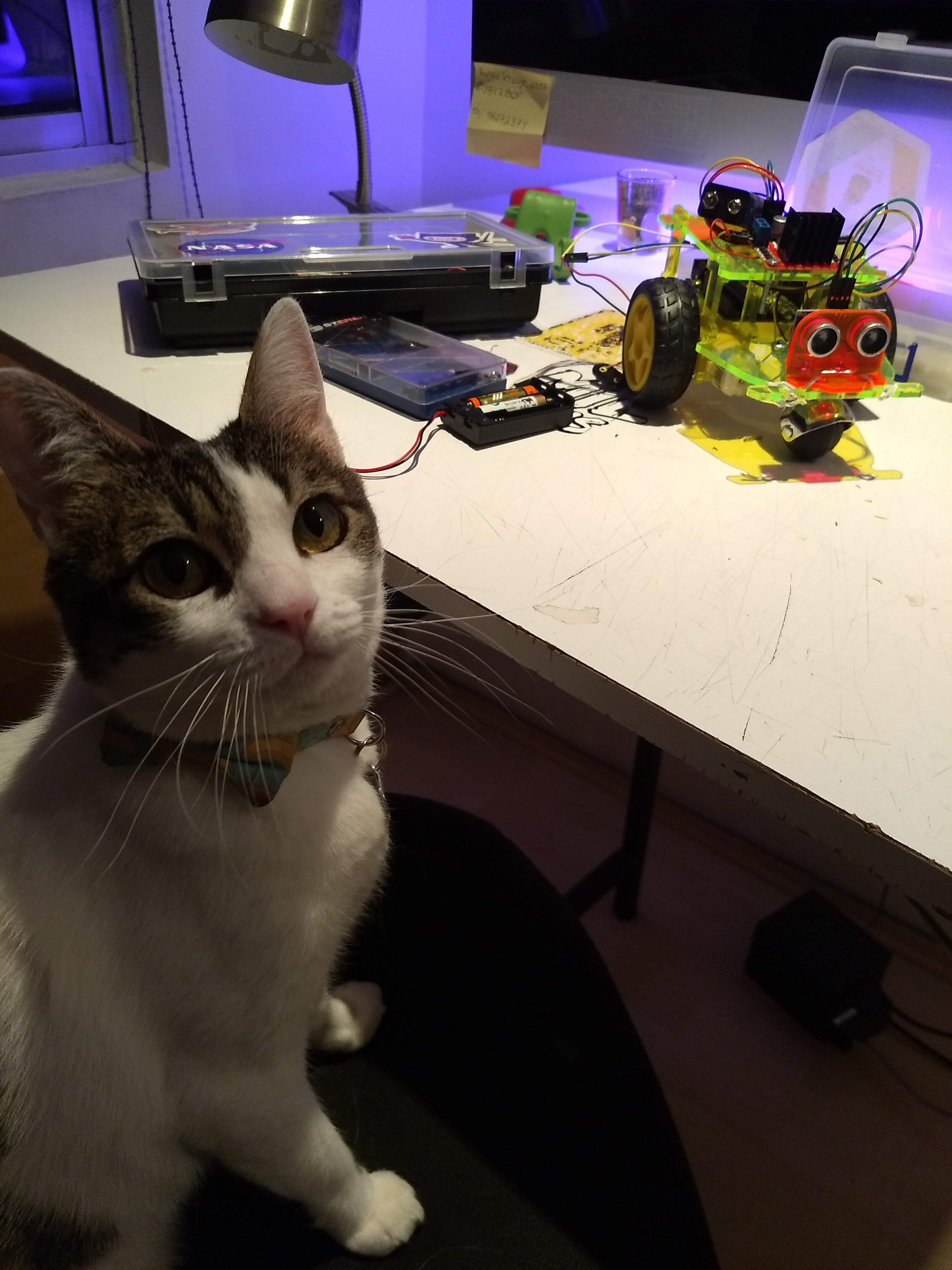 Cat in the maker workspace