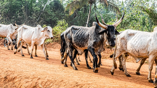 LES BOEUFS QUI MARCHENT