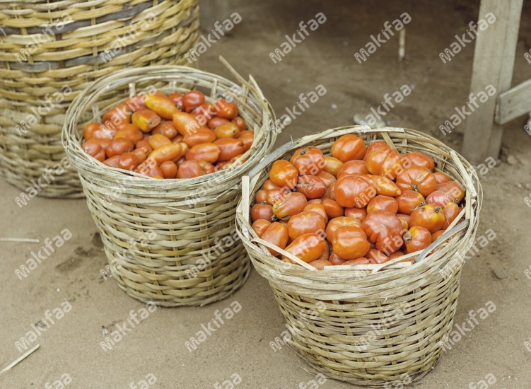 Des tomates fraîches dans des paniers au marché