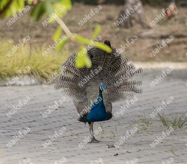 oiseau avec un beau plumage