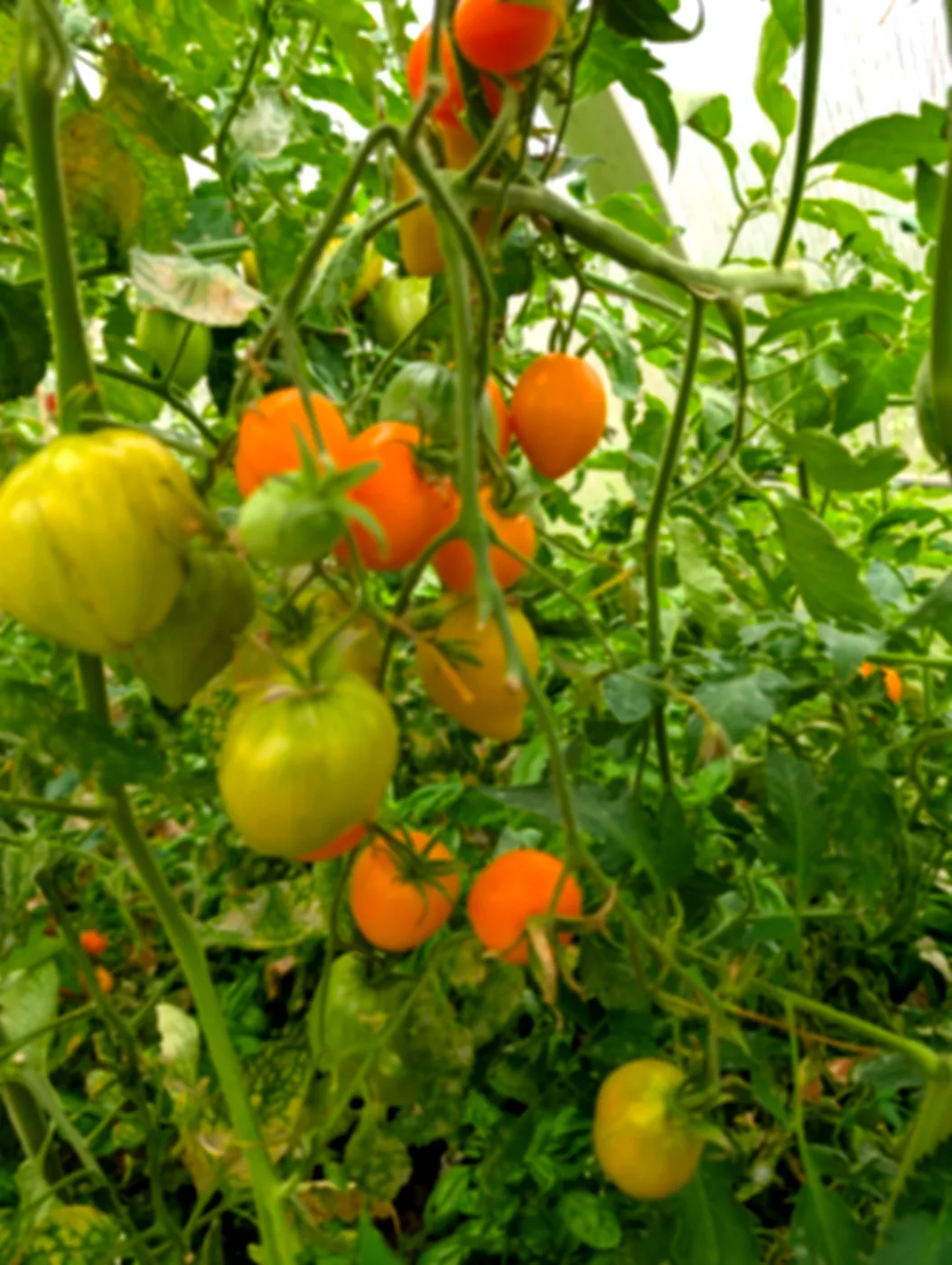 Gemälde, „Orange 🧡“, 23 × 56 cm