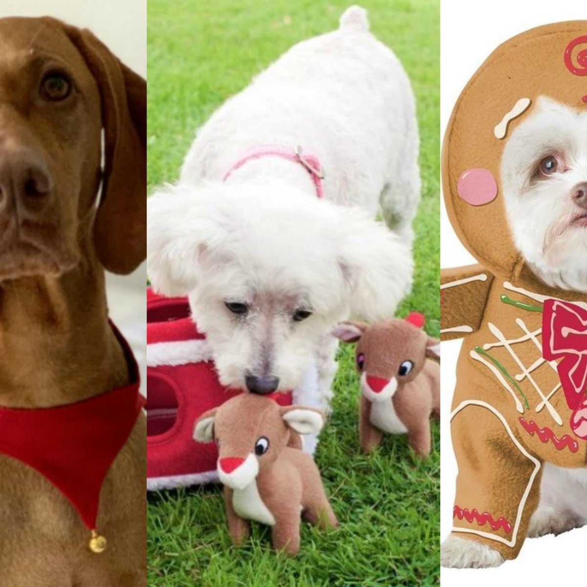 The 9 Best Dog Christmas Presents Plus A Few For Cats