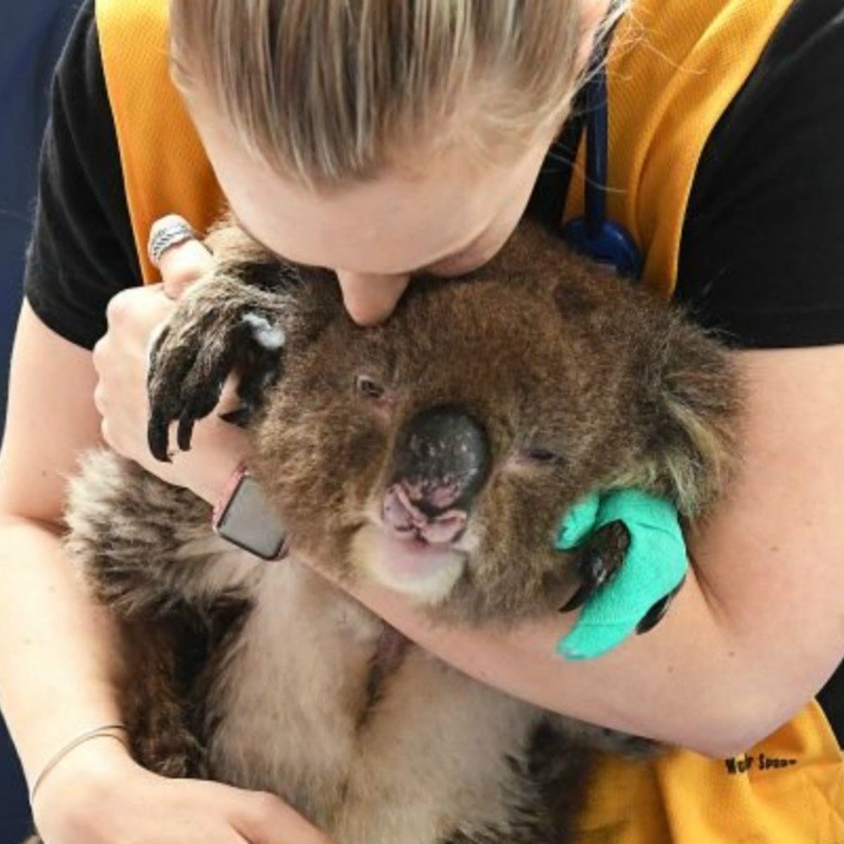 Animals Australia bushfires: 22 good news stories to make you weep. Animals Australia bushfires: 22 good news stories to make you weep.