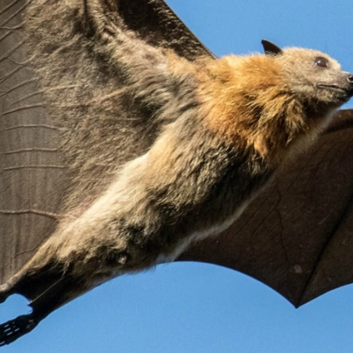 The truth about bats in Australia: The puppies of the sky. The truth about bats in Australia: The puppies of the sky.