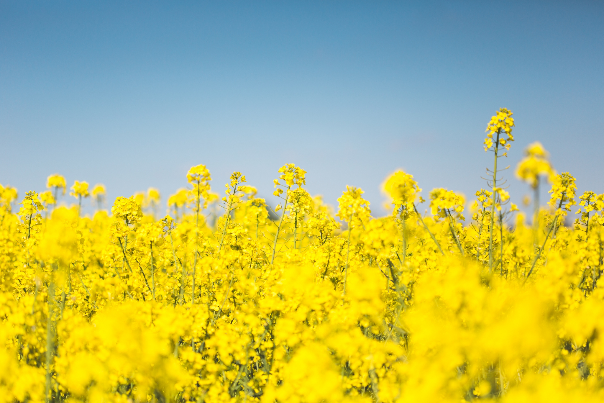 blooming-canola-rapeseed-field-picjumbo-com