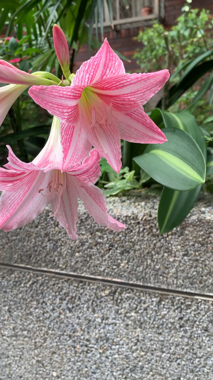 直播測試2
