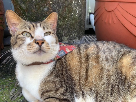 白底咖啡虎斑貓🐱