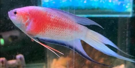 魚魚魚Test