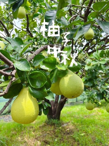 麻豆老欉文旦柚