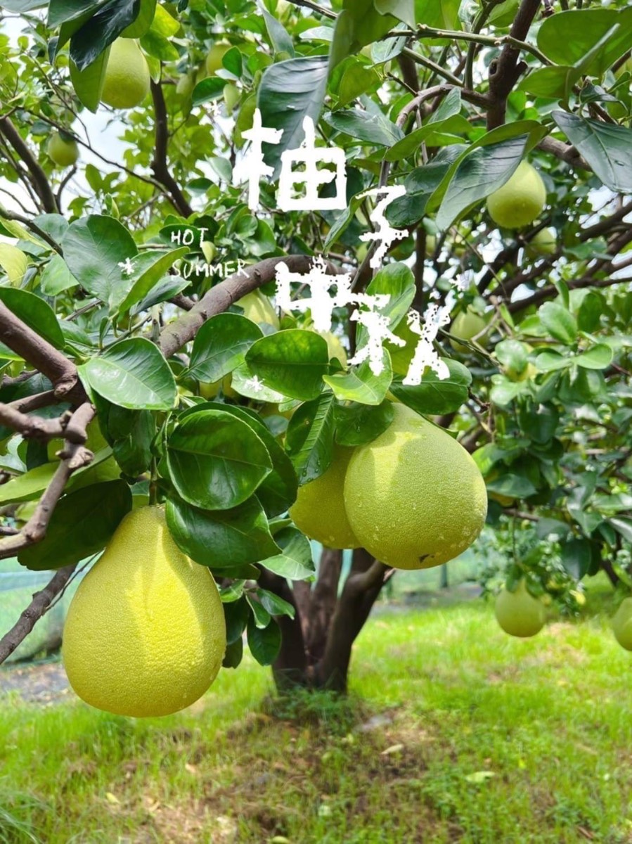 麻豆老欉文旦柚