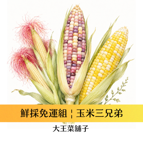 玉米三兄第《免運優惠組》