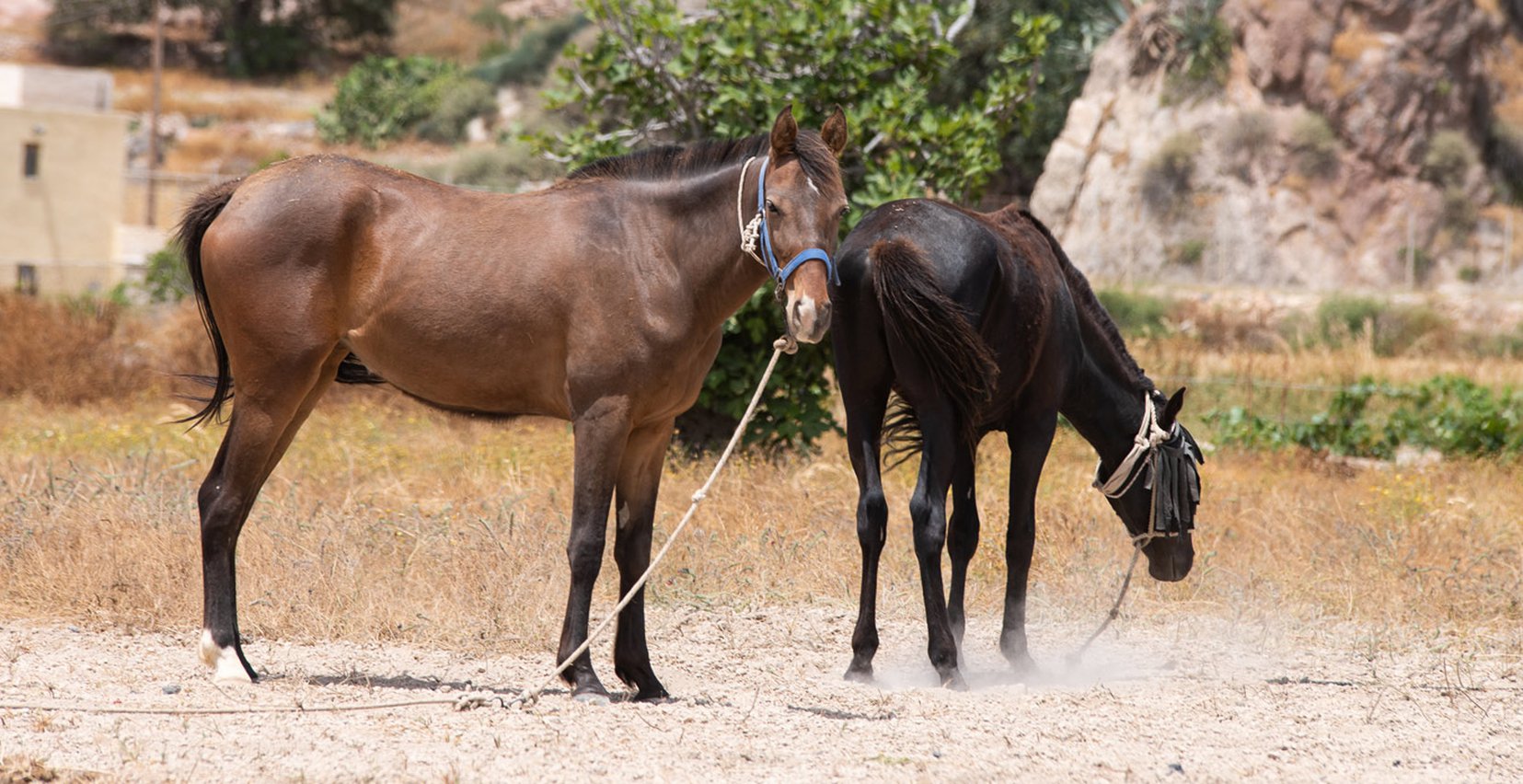 Horse-riding in Santorini