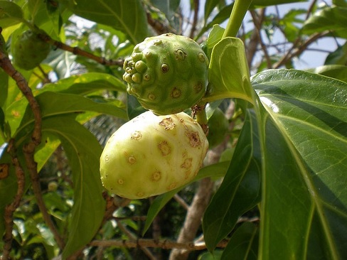 45 Manfaat  Buah Mengkudu  Bagi Kesehatan Manfaat  co id