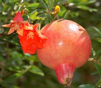 12 Manfaat Buah Delima Bagi Kesehatan Id Mengenal Tanaman Mewarnai