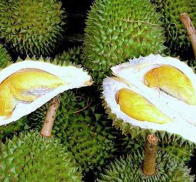 Unduh 62 Koleksi Gambar Durian Dan Manfaatnya Terbaru Gratis HD