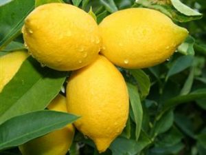 33 Manfaat Lemon  Untuk Kesehatan dan Perawatan Kecantikan 