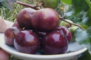 buah plum